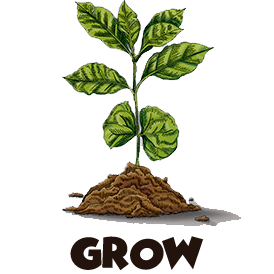 coffee grow