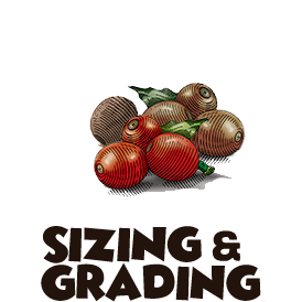 coffee sizing and grading