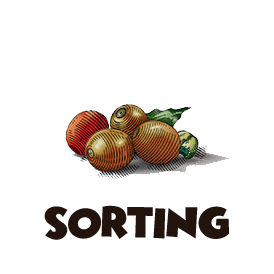coffee sorting